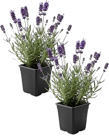 Lavender Plant