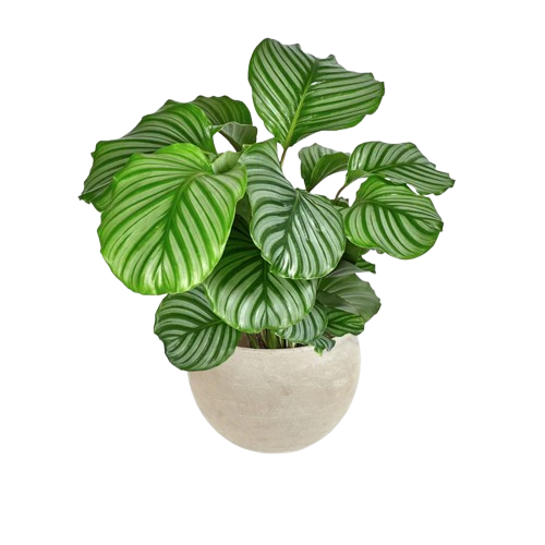 Calathea Orbifolia