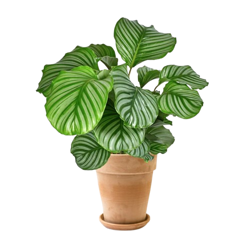Calathea Orbifolia