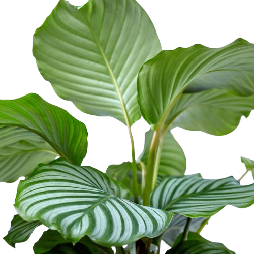 Calathea Orbifolia